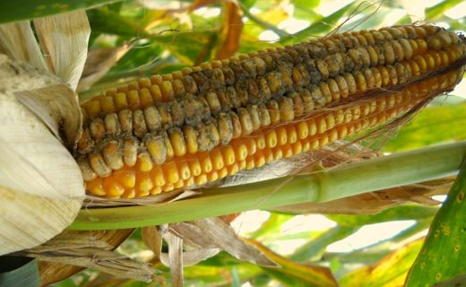 Natural infection of Aspergillus flavus on corn